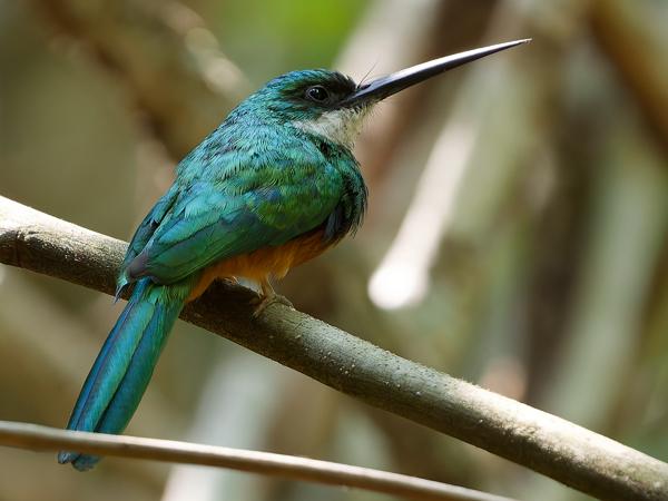 Roodstaartglansvogel (Galbula ruficauda)